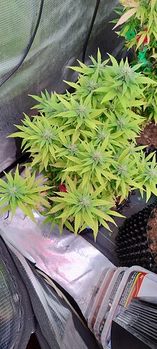 IMG_20251126_220948625_HDR