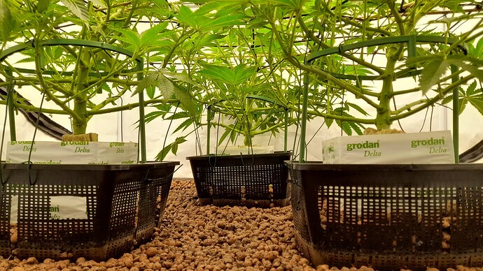 Growreport Bild 2