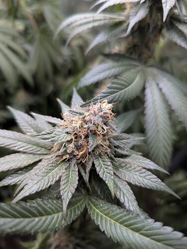 Growreport Bild 7