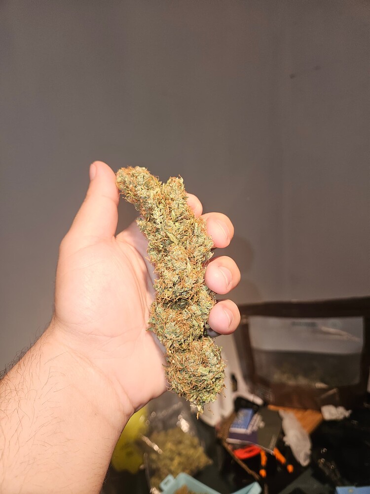 (Abgeschlossen)10x Amnesia Haze feminisiert (RQS) – Indoor Growlog