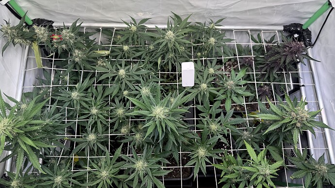 Growreport Bild 18