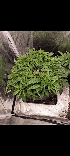 Growreport Bild 6