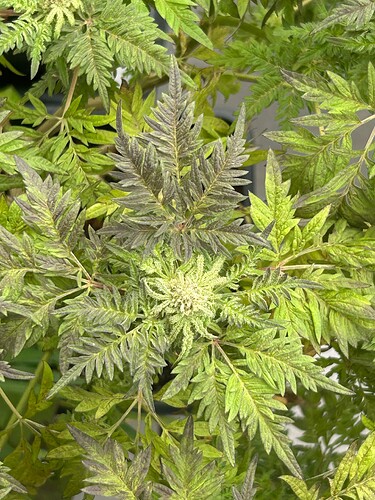 Growreport Bild 5