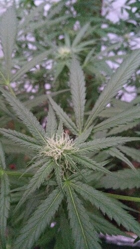 Growreport Bild 1
