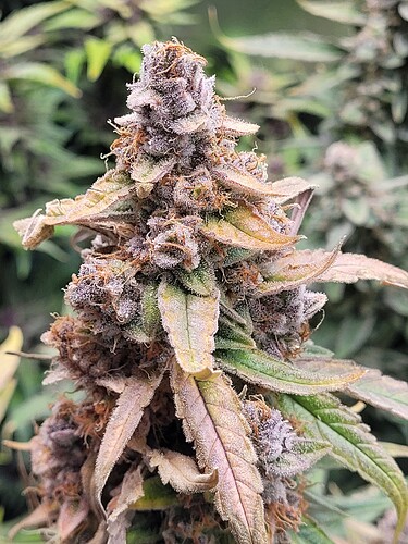 Growreport Bild 3
