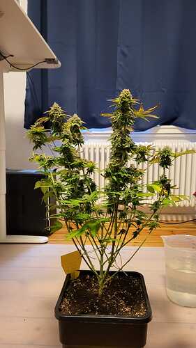 Growreport Bild 4