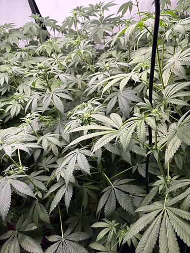 Growreport Bild 35