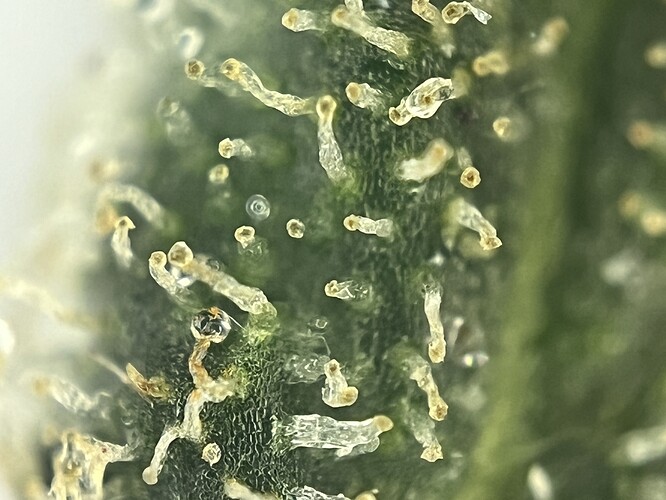Growreport Bild 4