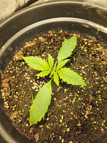 Growreport Bild 11