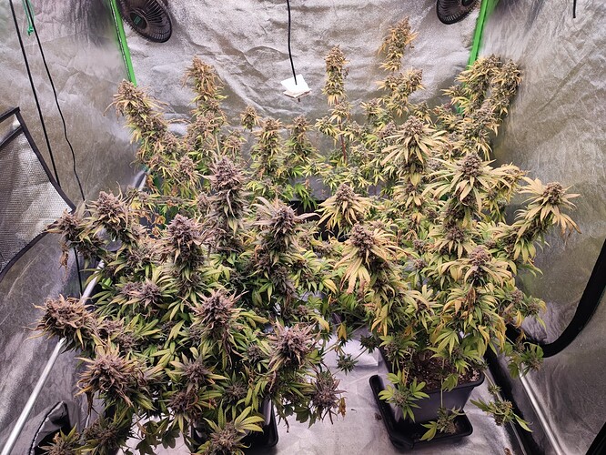 Growreport Bild 36
