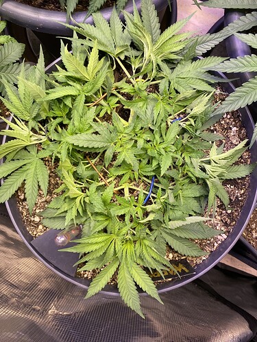 Growreport Bild 51