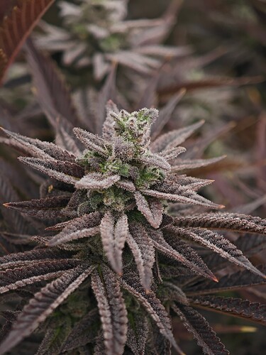 Growreport Bild 18