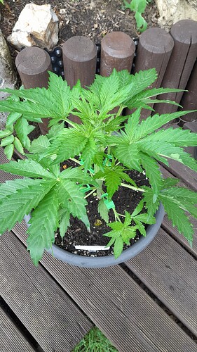 Growreport Bild 23