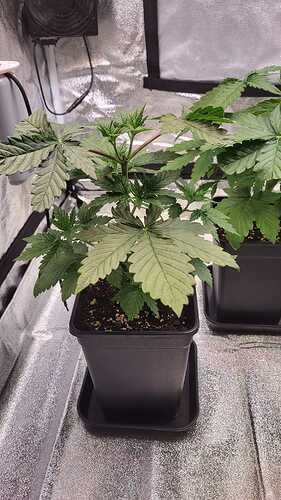 Growreport Bild 1