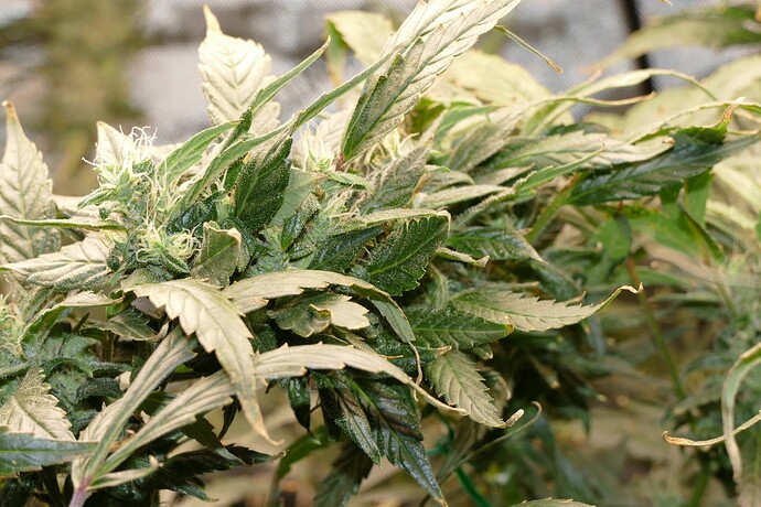 Growreport Bild 3