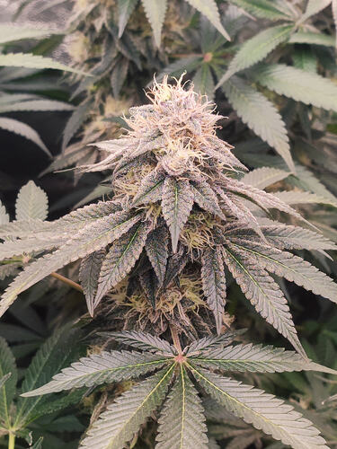 Growreport Bild 71