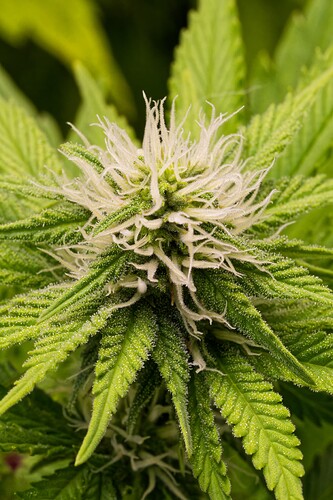 Growreport Bild 4