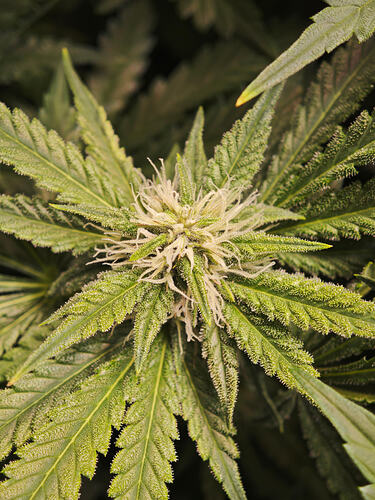 Growreport Bild 4