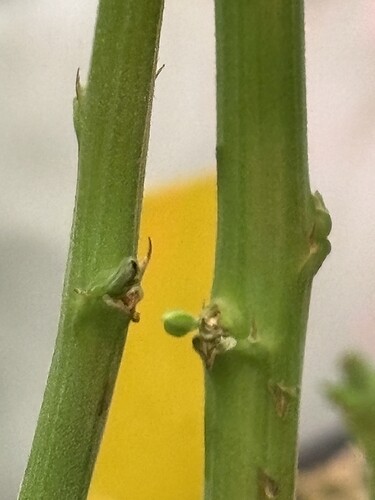 Growreport Bild 73