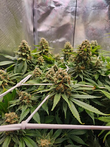 Growreport Bild 3