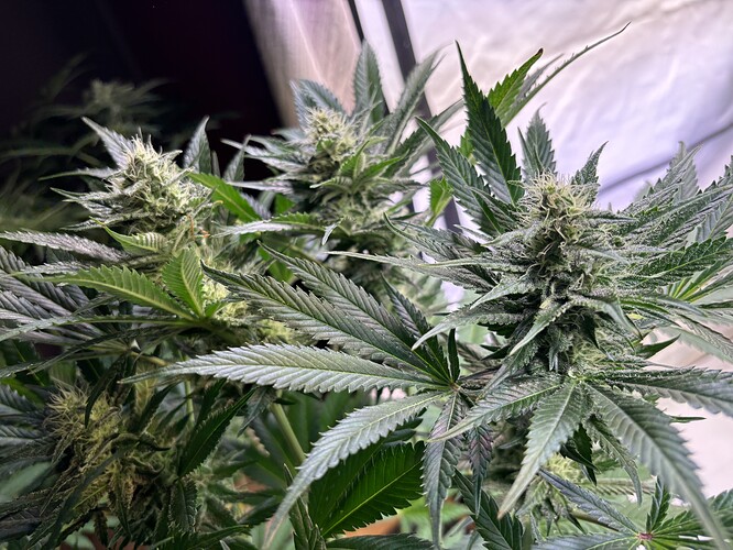Growreport Bild 41