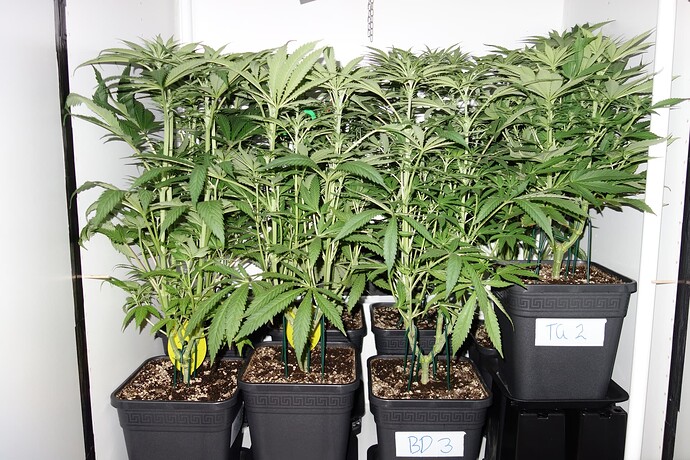 Growreport Bild 7