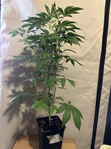Growreport Bild 19
