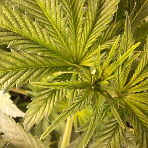 Nahaufnahme der Blätter einer Cannabispflanze im Wuchsstadium, mit Fokus auf die neuen Triebe und die charakteristischen gezackten Blattränder.