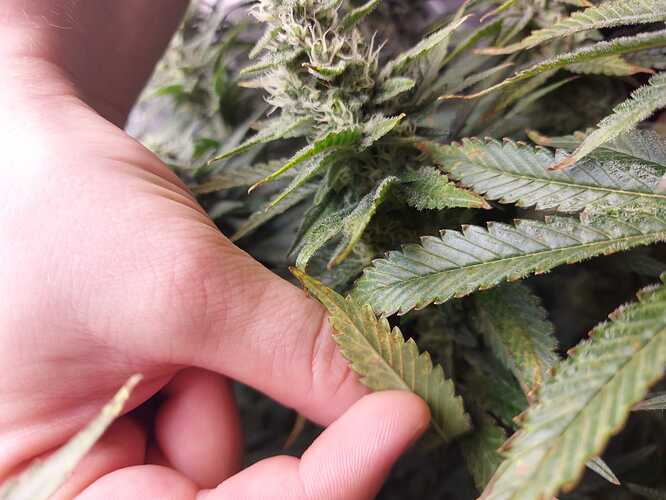 Growreport Bild 5