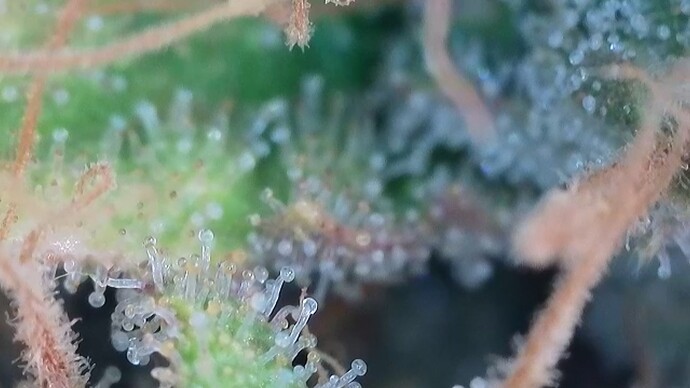 Growreport Bild 27