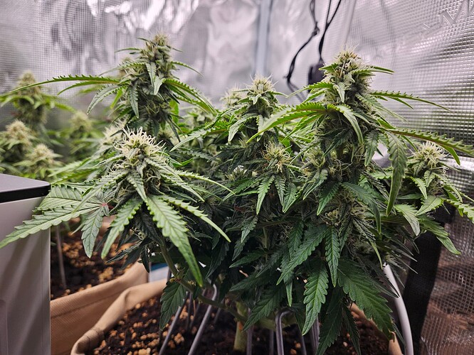 Growreport Bild 88