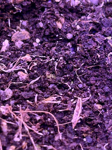 Growreport Bild 15