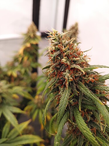 Growreport Bild 4