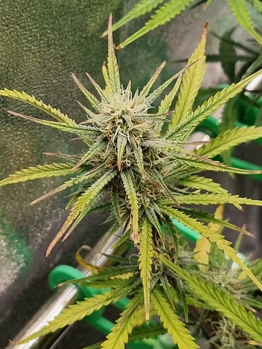 Growreport Bild 33