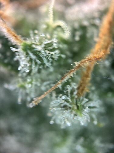 Growreport Bild 39