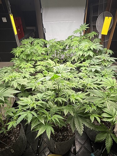Growreport Bild 36