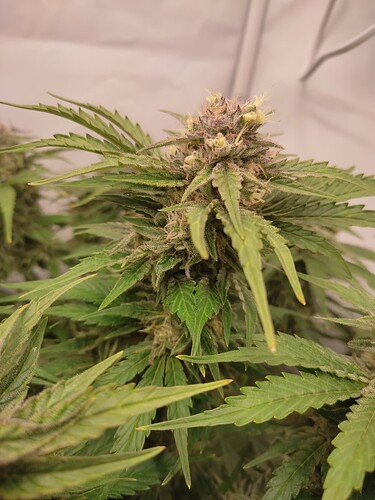 Growreport Bild 29