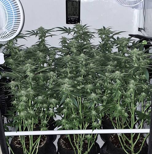 475212182_122165570600293599_7908981274910115750_n