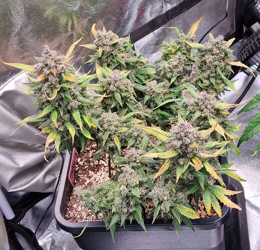 Growreport Bild 27