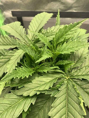 Growreport Bild 13
