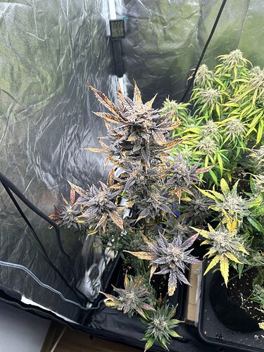 Growreport Bild 6