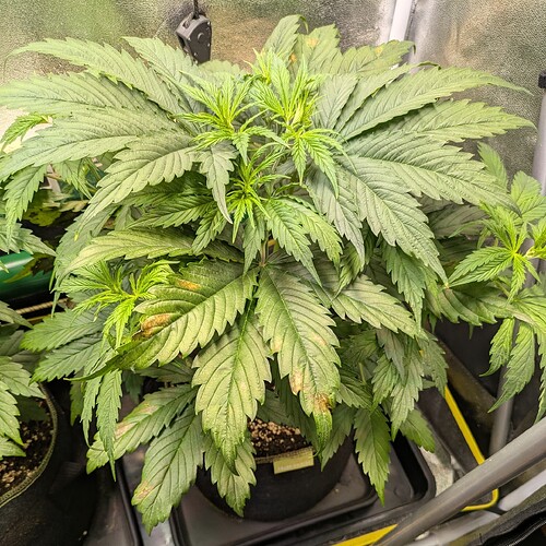 Growreport Bild 20