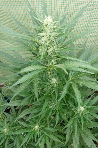 Growreport Bild 25