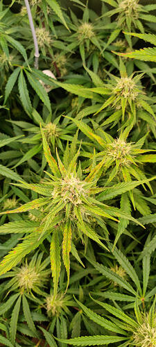 Growreport Bild 19