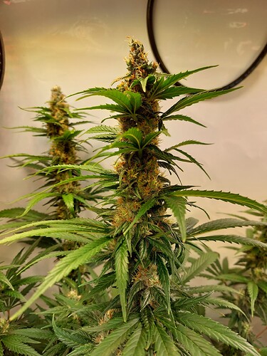 Growreport Bild 5