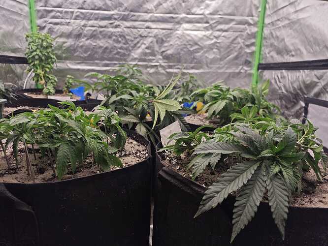 Growreport Bild 9