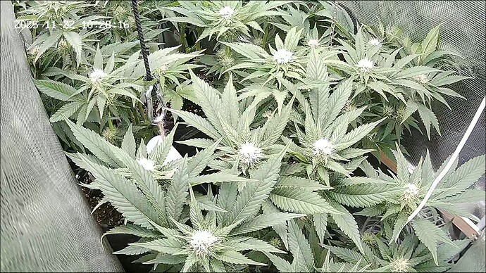 Growreport Bild 35