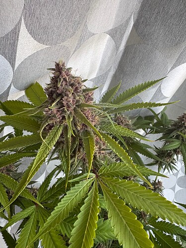 Growreport Bild 4