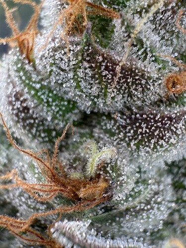 Growreport Bild 38