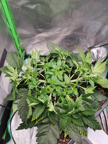 Growreport Bild 2